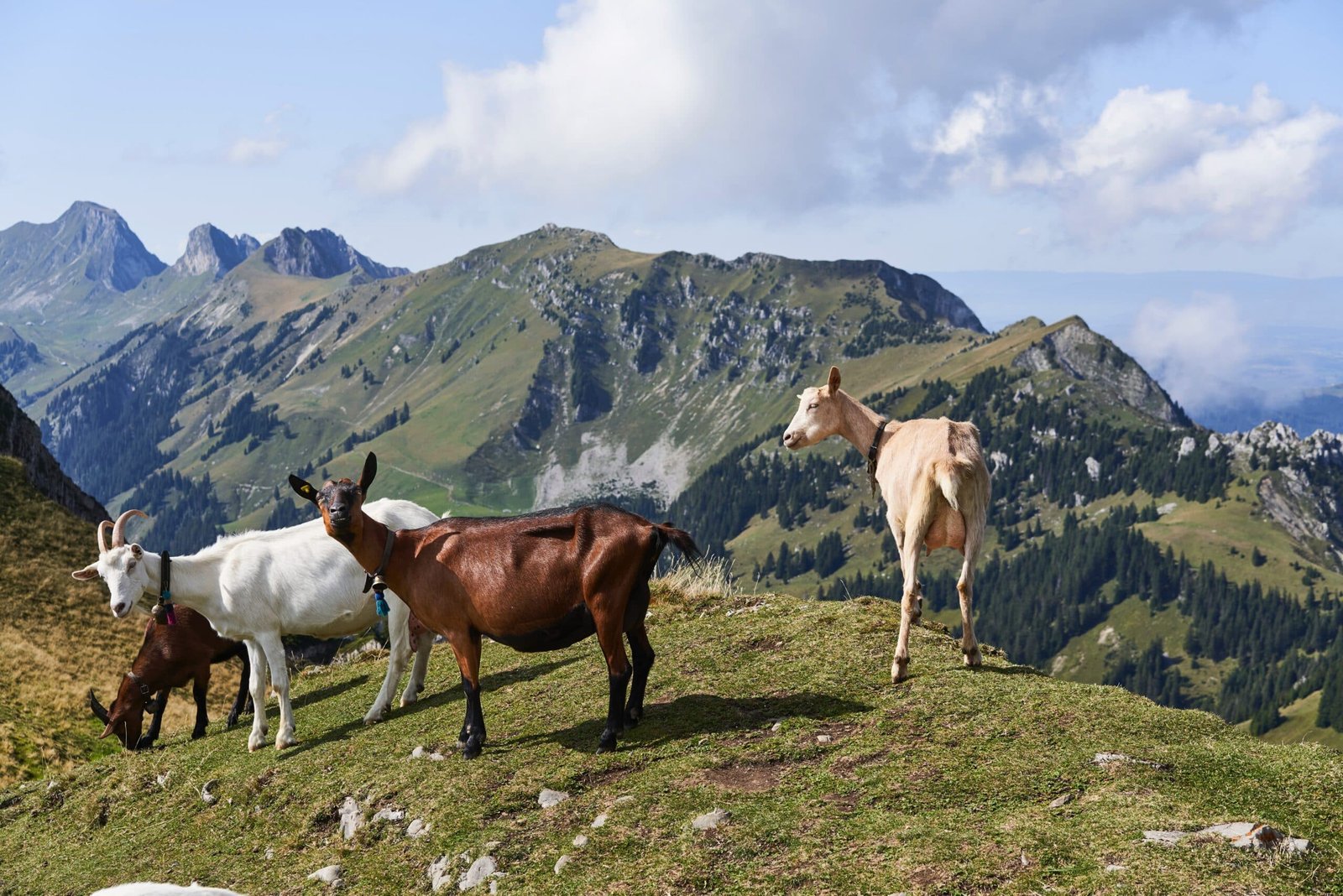 Producteurs en haute montagne - chèvres - fromage