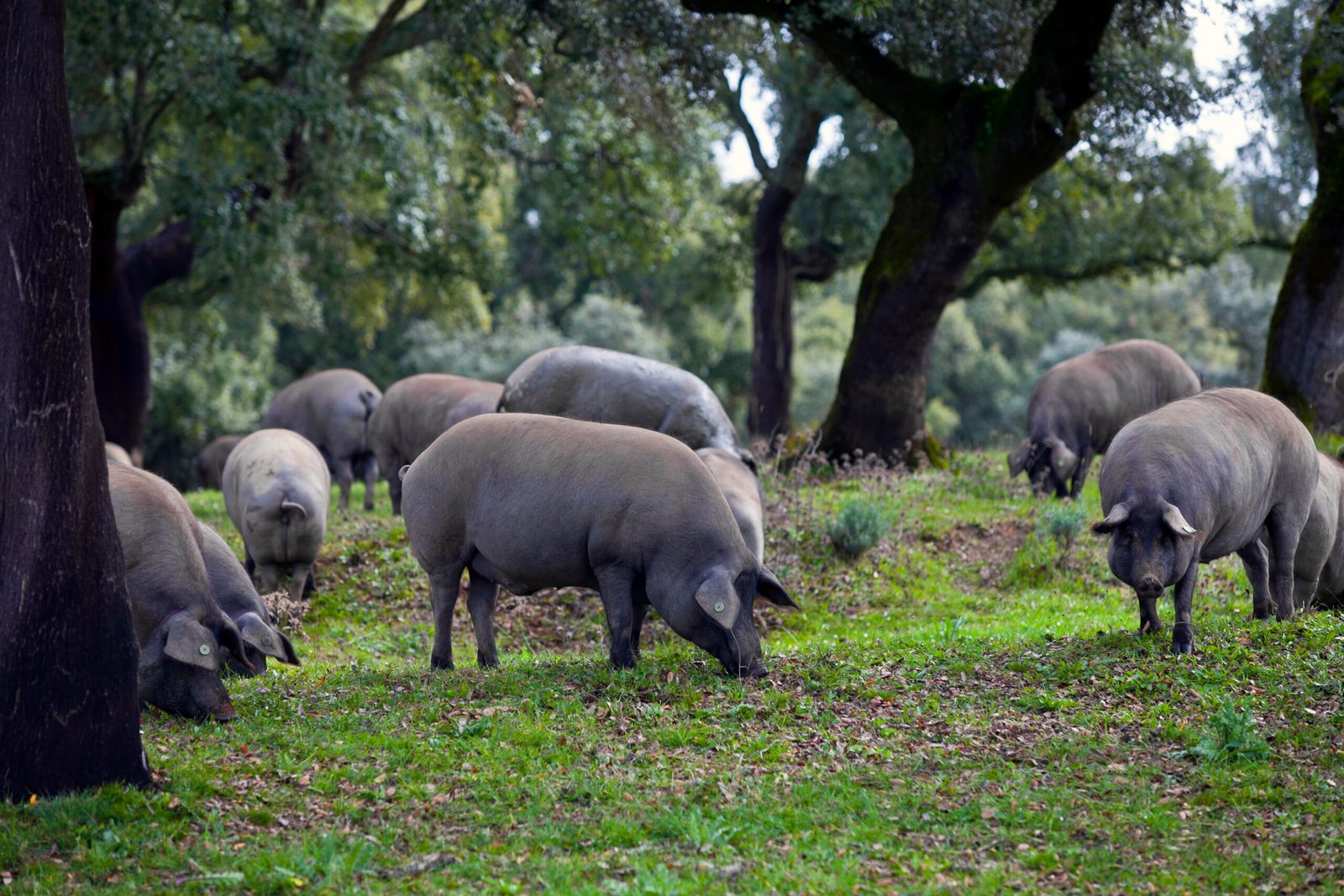 Les cochons Noirs de Nebrodi en Sicile sont élevés en liberté